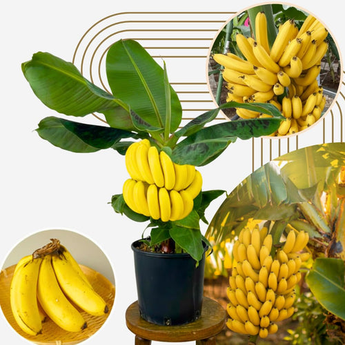 Banana Plant Live, Grand Nain Banana Tree Live Plant, Hardy Banana Fruit Seedling 4 to 8 Inch Tall, Indoor Outdoor