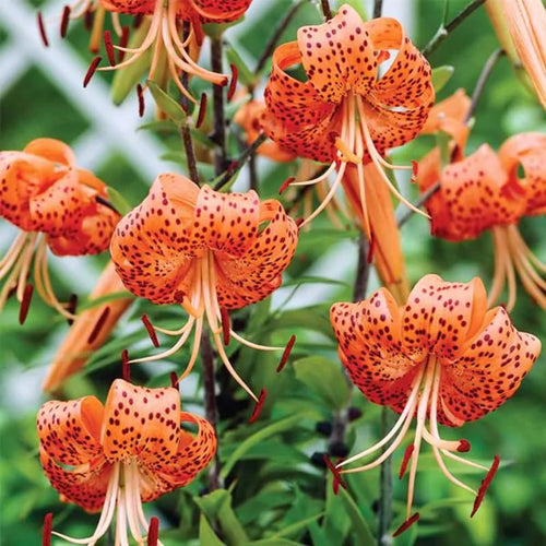 5 Turks Cap Lily Bulbs Roots, Tiger Lily Flower Root Plant, No Leaf, Well Rooted Ready to Plant, Summer Bloom, Orange Flower Live Plant
