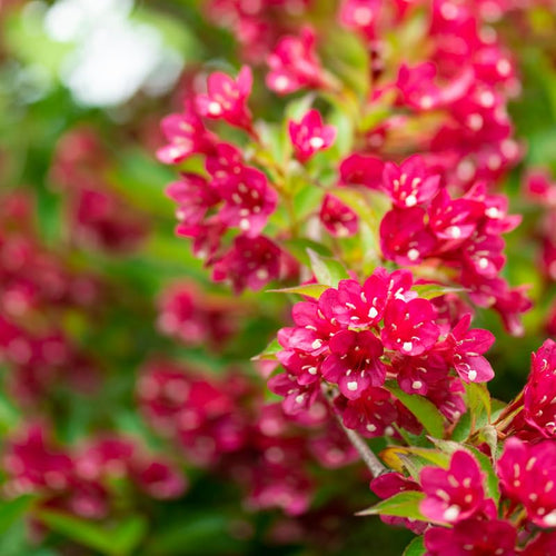 Weigela Live Plant, Weigela Starter Plant in 4 Inch Potted, Live Weigela Plant, Weigela Plant Live for Growing Indoor Outdoor