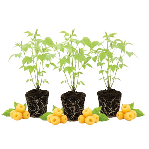 3 Raspberry Plants Live, Sweet Raspberry Bush Live Plants, Well-Rooted 5-8 Inch Height, Raspberry Shrub Outdoor, No Pot (Fall Gold Raspberry)