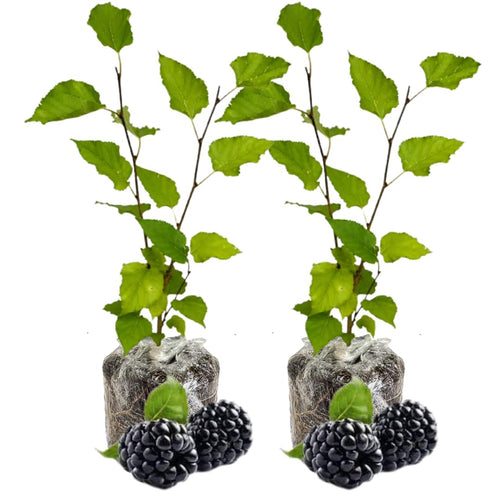 2 Dwarf Mulberry Live Plants, Cold Hardy Fruit Tree, 5-8 Inch Tall