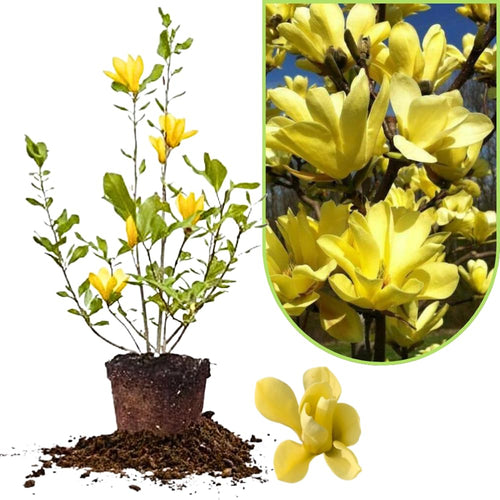 Magnolia Tree Live Plant 12 to 18 Inch Tall, Fragrant Magnolia Plant Live, Magnolia Bush Live Plant in Gallon Pot (Yellow Bird Magnolia)
