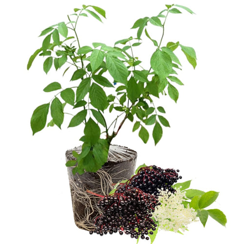 Black Elderberry Bush Live Plant, Outdoor Landscape Shrub, 6-12 Inch Tall