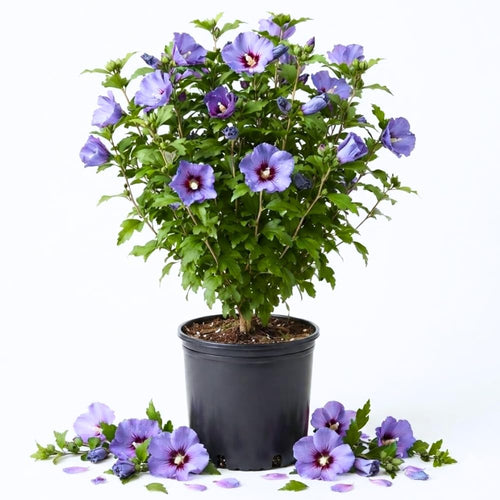Purple Rose of Sharon Bush Live, Landscape Flower Shrub, 6-14 Inch Tall