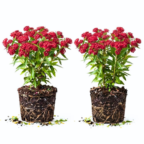 2 Deep Red Butterfly Milkweed Plants Live, Flowering Plant, 4-9 Inch Tall