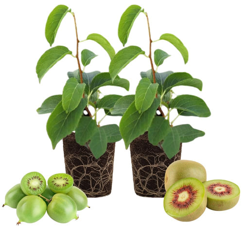 2 Hardy Kiwi Vine Live Plants, 4-6 Inch Tall