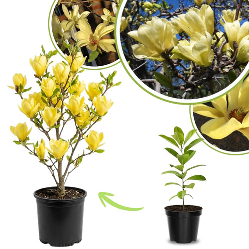 Yellow Bird Magnolia Live Plant, Flower Tree, 6-12 Inch Tall, 2.5 Inch Pot