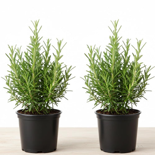 2 Pots Rosemary Plants, Live Rosemary Plants in 4" Pot, Fragrant Herb Leaves, Perennial Herbs Plant for Containers, Outdoors Indoors Garden