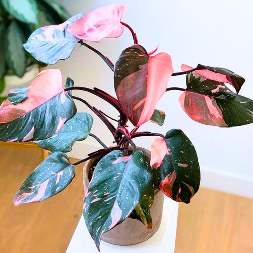 2 Variegated Philodendron Live Plants, Starter Houseplant, 5-8 Inch Tall