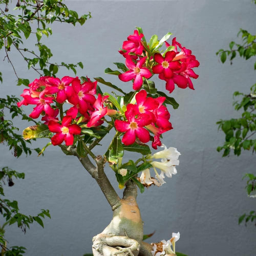 Red Desert Rose Plants Live for Indoor Outdoor Growing, Cold Hardy, Starter Size, 4-7 Inc in Tall Desert Rose Seedling