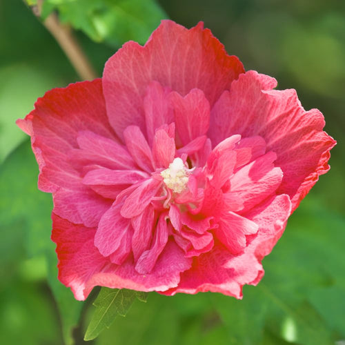 Althea Rose of Sharon Plant Live 6 to 13 Inch Tall, Hibiscus Syriacus Flowers, Come in Pot (Red Rose of Sharon)