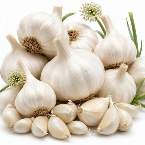 1 Pound Garlic for Planting in Fall Softneck Hardneck, 5-6 White Garlic Bulbs for Planting, Fresh and High Yield Bulb Variety Pack, Hardy and Fast Growing