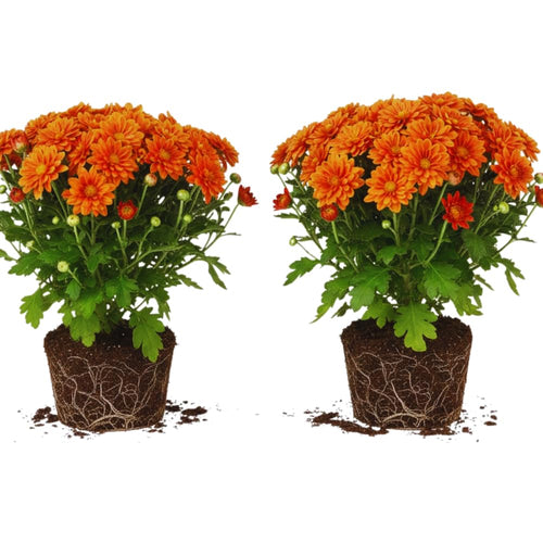 2 Orange Chrysanthemum Plants Live, Mums Plants Live, Chrysanthemum Flowers Perennials for Zone 6
