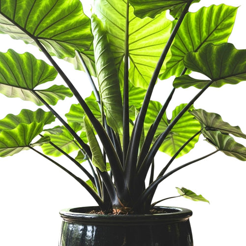 Colocasia Elephant Ears Live Plant, Alocasia Plant, Esculenta Taro Live Houseplant, 5-7 Inc Tall (Green Black Leaf and Stem)