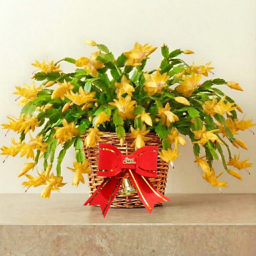 2 Yellow Christmas Cactus Plants, Thanksgiving Cactus 3-6 Inch Tall, Winter Succulents Flowers Container Hanging Basket Indoor Outdoor Planting