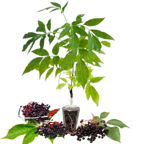 2 Black Elderberry Live Plants, Perennial Berry Bush, 6-12 Inch Tall