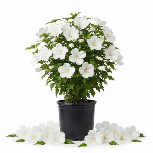 White Bush Rose of Sharon Live Plant, Garden Shrub, 6-13 Inch Tall