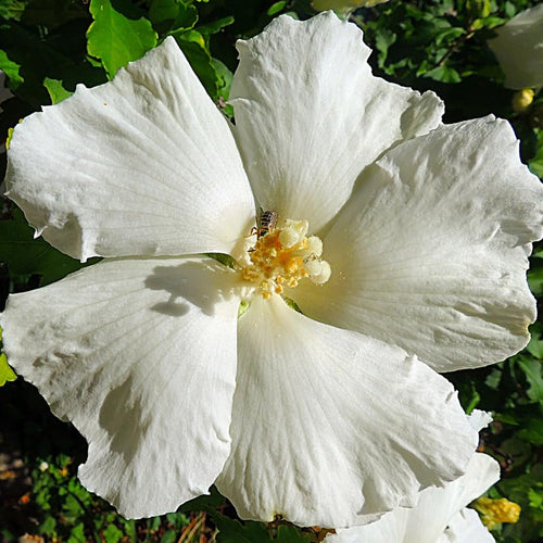 1 Rose of Sharon Live Plant 6 to 13 Inch Tall, Althea Hibiscus Plant Live, in Pot, Fragrant Hibiscus Syriacus Bush (White Rose of Sharon Bush)