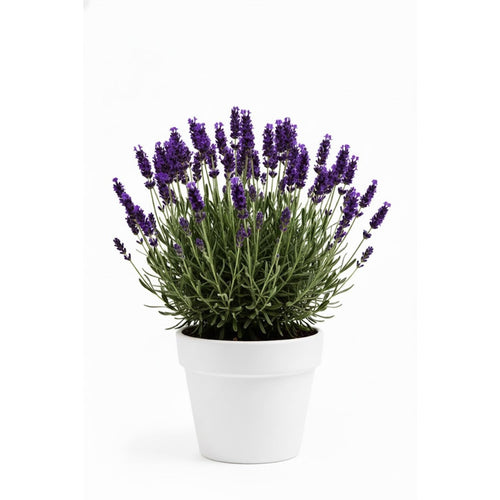 2 Purple Fragrant Lavender Plants 4-7 Inches, Fully Rooted, Random Lavender Herb Plants, Container and Garden Growing