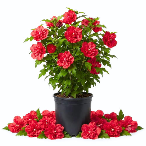 Red Bush Rose of Sharon Live Plant, Outdoor Landscape Shrub, 6-13 Inch Tall