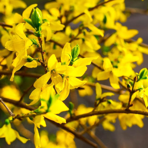 1 Lynwood Gold Forsythia Plants Live 6 to 12 Inch Tall, in Pot, Yellow Forsythia Bush, Fragrant Forsythia Shrub