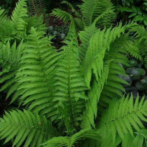Cinnamon Fern Bare Roots, 20 Fern Plants Live, 3 to 6 Inches in Height, Live Fern Plant, Fern Live Plants Outdoor Indoor, Fern Tree Live Plant for Garden