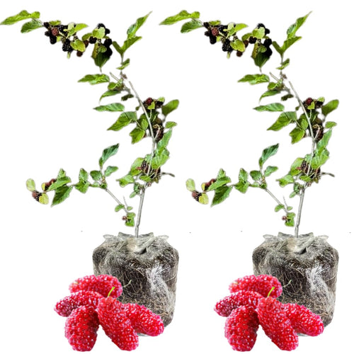 2 Red Mulberry Trees Plants Live, Fruit Tree Plant, 5-8 Inch Tall