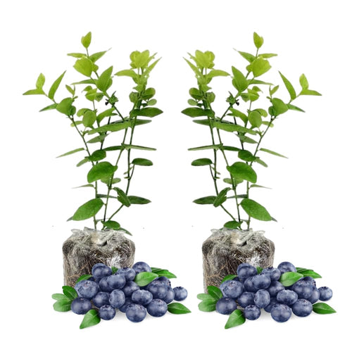 2 Sharpblue Blueberry Plants Live, Fruit Bush, 5-9 Inch Tall