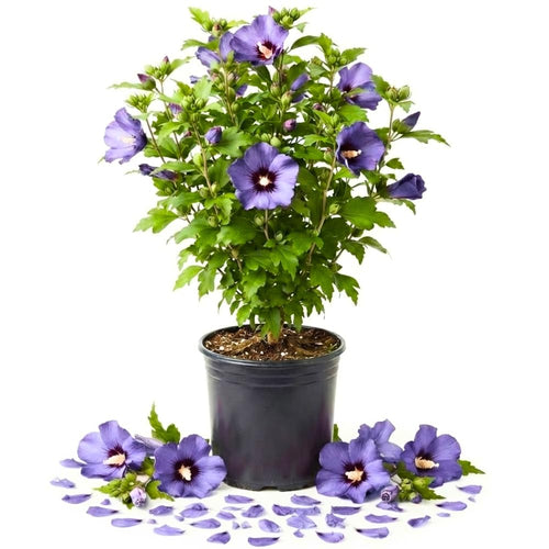 Purple Live Rose of Sharon Plant, Garden Shrub, 6-14 Inch Tall