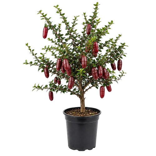 Red Finger Lime Citrus Tree Live in 1 Gallon Pot, Rare Lime Fruit Tree for Patio, Container Garden and Outdoor Growing, 1-2 Feet Tall