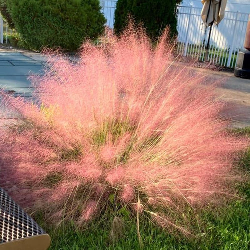 2 Muhly Grass Plants Live, 5-9 Inch Tall Hardy Ornamental Grass Live Plants for Landscaping and Borders (Ruby Muhly Grass)