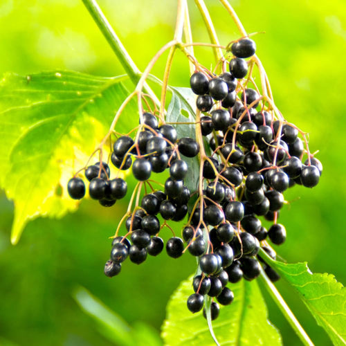 2 Black Elderberry Plants Live, Home Garden Berry Shrub, 6-12 Inch Tall