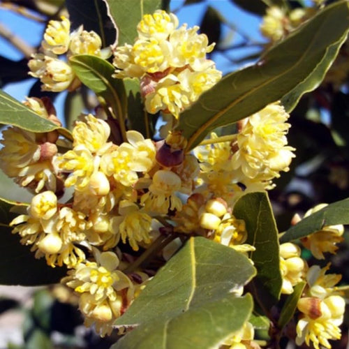 Bay Leaf Trees Live Plants, Laurus Nobilis Trees Live Plants, Sweet Bay Plant Live, Fragrant Bayleaf Tree, Laurel Bay Leaves Bare Root, 5-9" Well-Rooted Plant Live
