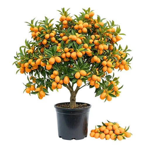 Meiwa Kumquat Tree Live Plant for Planting, Sweet Kumquat Fruit Tree 1 Gallon Pot, Citrus Fruit Plant, Suitable Patio and Garden