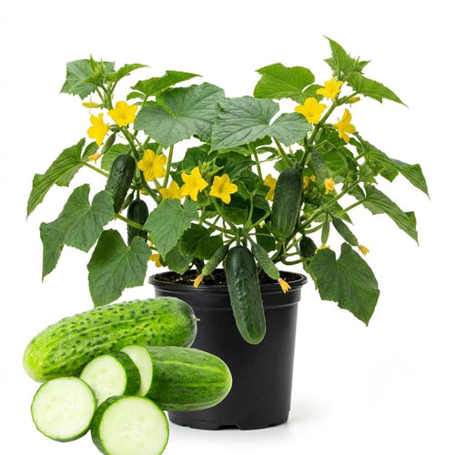 2 Cucumber Plants Live Outdoor, 4-7'' Long, Vine Vegetable Starter Plant