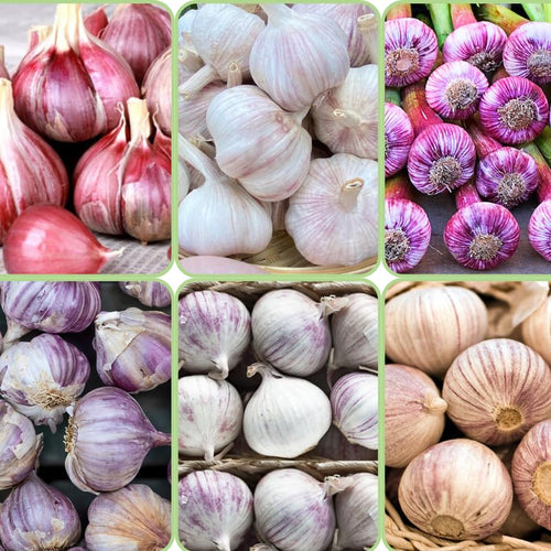 1/2 LB Mixed Garlic Bulbs for Planting in Fall, High Yield Hardneck Garlic Cloves Seeds, Fresh, Cold Hardy and Fast Growing, Various Varieties