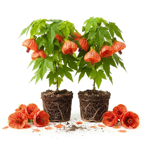 2 Orange Abutilon Live Plants, Hanging Lantern Flowers, 4-7 Inch Tall