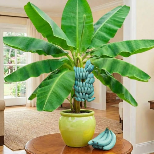 Ice Cream Banana Plant Tree Live, Cold Hardy 4-7" in Tall, No Pot, Outdoor Spring Planting, Rare and Sweet Banana Plants