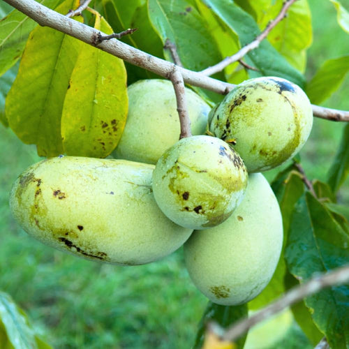 4 Pawpaw Trees Live Dormant, Paw Paw Fruit Seedlings Bare Root 6-12 Inch Tall, Cold Hardy Fruit Tree Plants for Garden Orchard