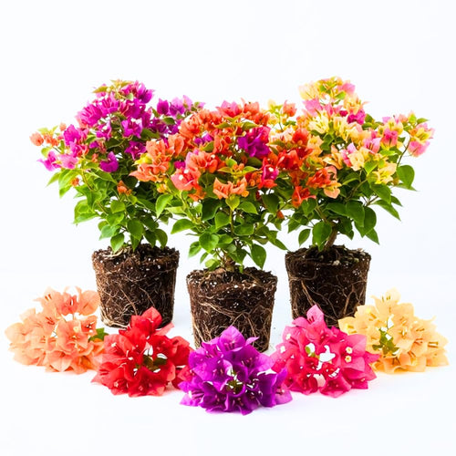 3 Mixed Bougainvillea Plants Live, Flower Plant, 4-7 Inch Tall