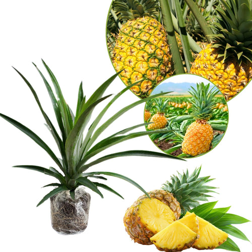 Pineapple Live Plant, Patio Container Fruit Plant, 5-8 Inch Tall