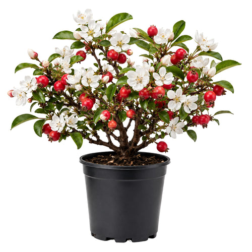 Crabapple Tree Live Plant 6-12 Inches, Crabapple Flowering Fruit Tree in Quart Pot for Patio, Yard and Garden, Hardy Outdoor Tree
