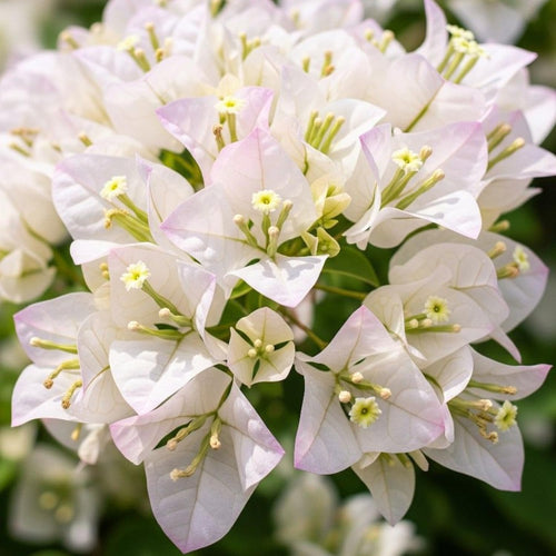 2 Bougainvillea Live Plants, Tropical Bougainvillea Flowering Vine, Fast Growing Outdoor and Container Plant, 4-8'' Tall (White Blooms)