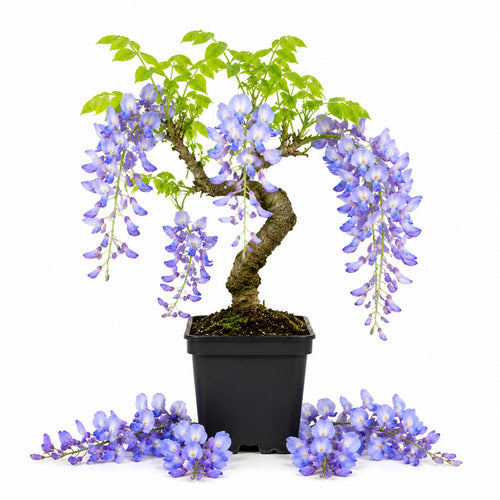 Blue Wisteria Tree Live Plant, Fragrant Flowering Vine in 2.5'' Pot, Blooming Wisteria Tree fot Container and Garden Growing