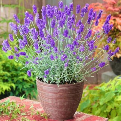 French Lavender Plants Live, Size 5-9" in Tall, Purple and Fragrant Lavender Bush for Indoor Outdoor Growing, Spring Bloom