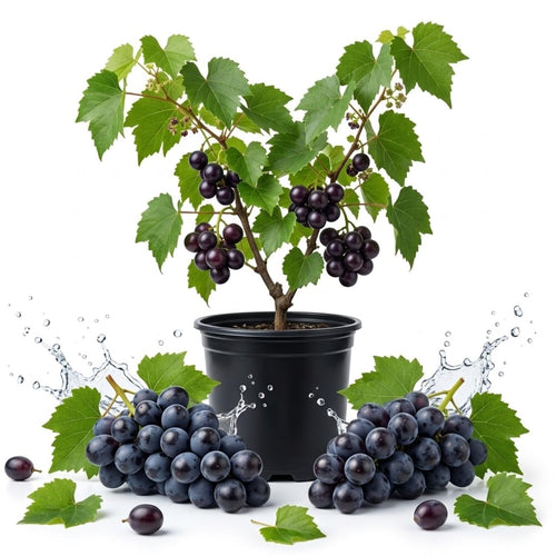 Black Muscadine Grape Live Plant, Grape Plant, 6-12 Inch Tall, 4 Inch Pot