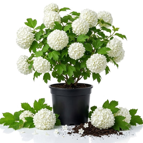 Hardy Snowball Viburnum Live Plant, Garden Bush, 8-10 Inch Tall