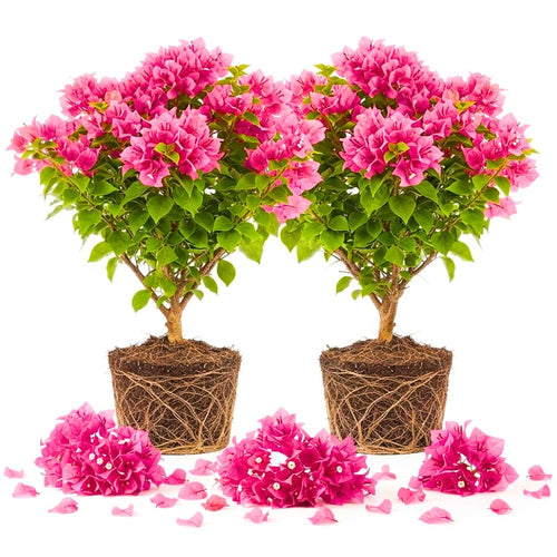 2 Pink Bougainvillea Live Plants, Blooming Climbing Plant, 4-8 Inch Tall