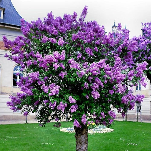 2 Purple Lilac Plants Live, Reblooming Flower Shrub, 6-12 Inch Tall