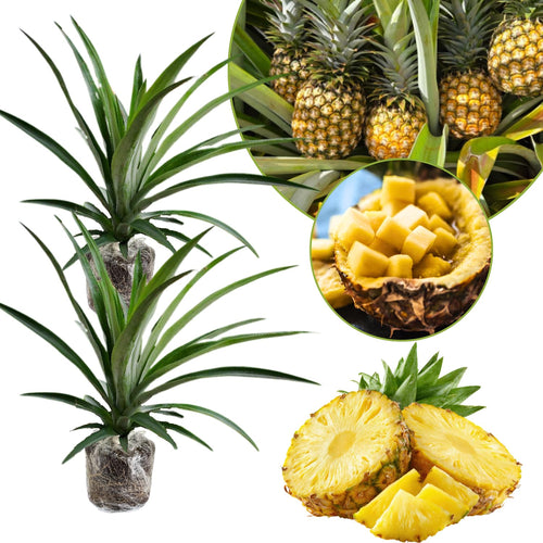 2 Pineapple Fruit Live Plants, Outdoor Garden Fruit Plant, 5-8 Inch Tall